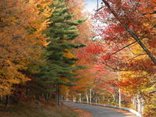 Fall foliage